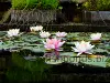 Fish pond - water lilies, resized image 1