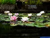 Fish pond - water lilies, resized image 2