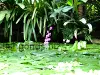 Pond plants, resized image 15