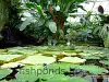 Pond plants, resized image 17