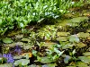 Pond plants, resized image 4