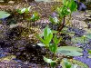 Pond plants, resized image 5