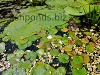 Pond plants, resized image 9