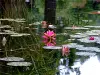 Water lilies, resized image 6
