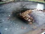 Frozen fish pond during winter, image 1