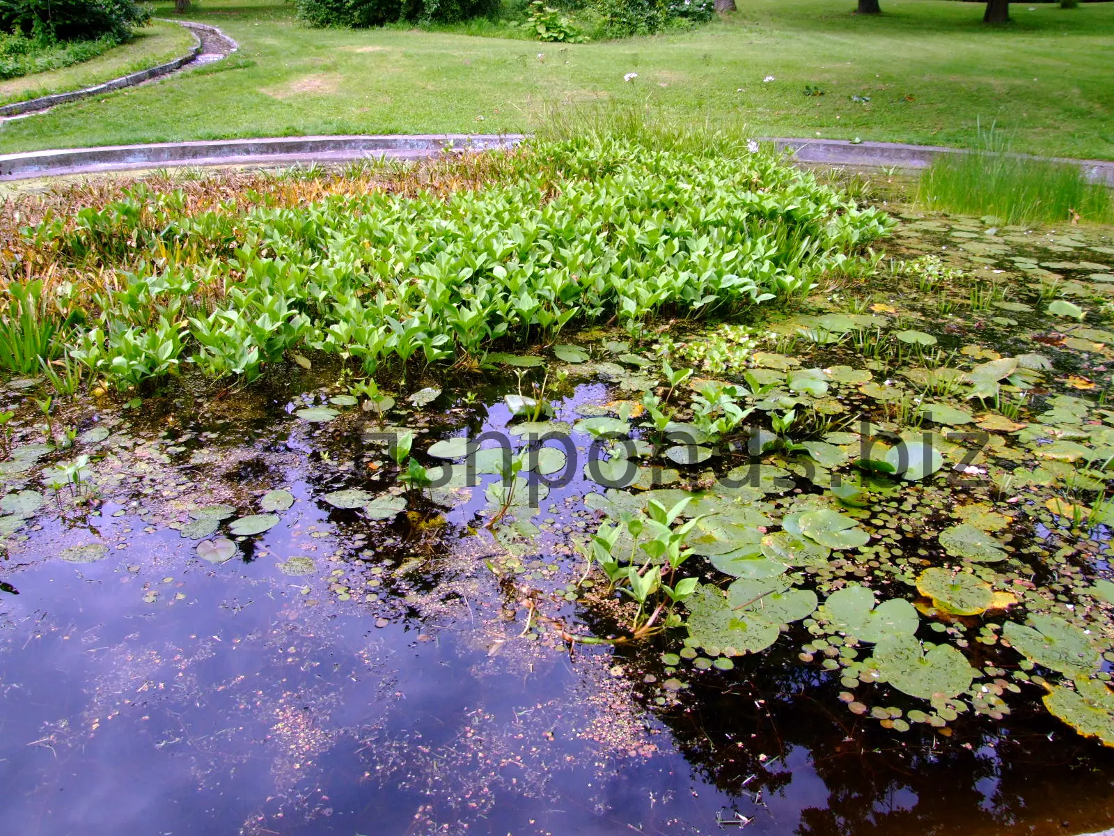 Fish pond plants guide and species
