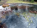 Frozen fish pond during winter, image 2