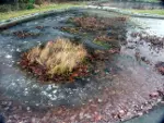 Frozen fish pond during winter, image 3